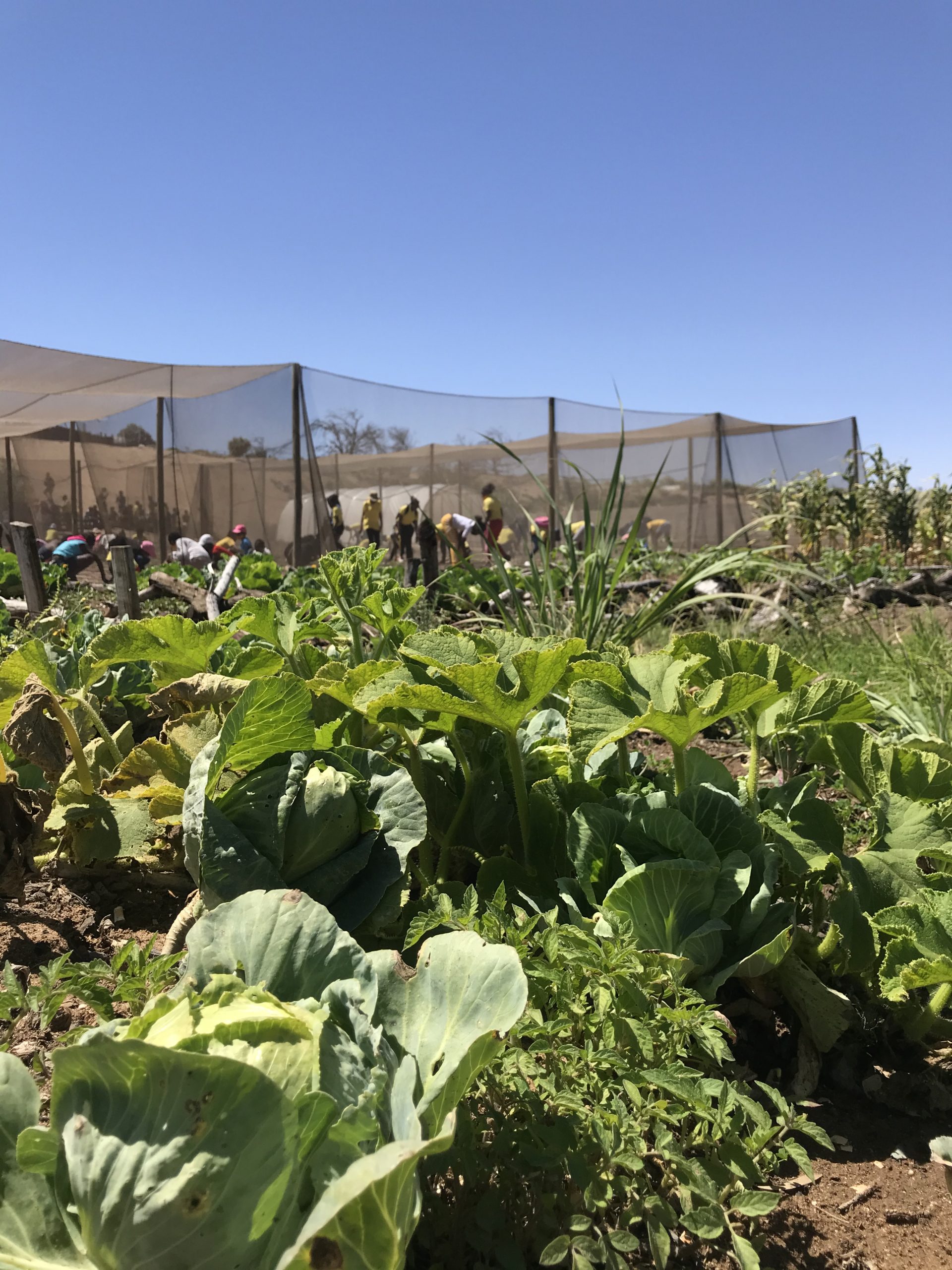 Futree Community garden